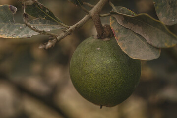 close up of a lucuma