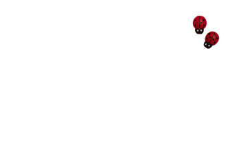 isolate of ladybugs on a white background