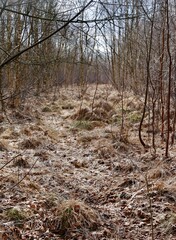 Gräser im Wald