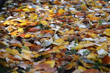 a meadow full of fallen autumn leaves