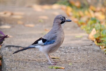 a colorful bird is looking for food