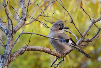 colorful bird on tree branches
