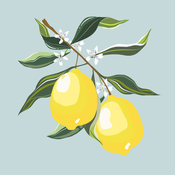 Two branches of yellow, lime or lemon, small white flowers and green leaves. Isolate vector image.