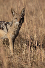 Black Backed Jackal, Kruger National Park