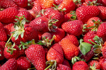 Frutillas Deliciosas