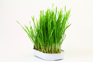 Fresh healthy green, wheatgrass from organic farming