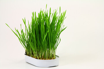 Fresh healthy green, wheatgrass from organic farming