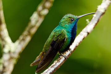 humming birds of colombia