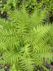 Top view of a huge fern leaf of bright green color in the forest