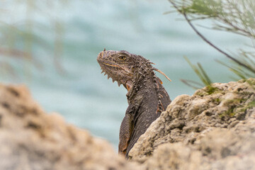island land iguana