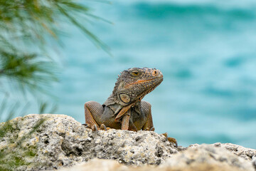Iguana on the rocks by the sea