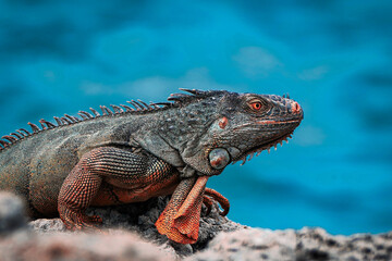 iguana on a rock