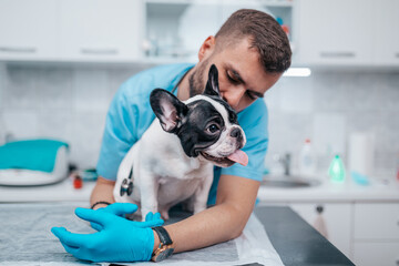 Veterinarian doctor and adorable French bulldog puppy at vet ambulance.