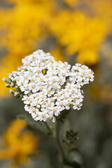 White flowering terminal indeterminate racemose radiate head inflorescence of Achillea Millefolium, Asteraceae, native perennial monoclinous deciduous herb in the San Bernardino Mountains, Summer.