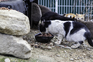 Cats eating in the street