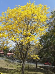 Fototapeta premium guayacan