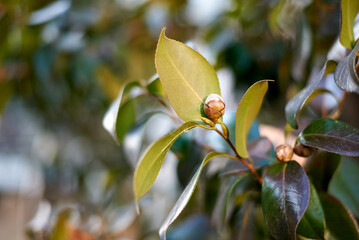 camellia tree seen from the park.
