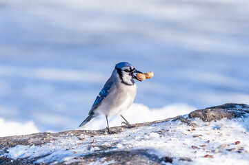 Working for peanuts - Blue jay (Cyanocitta cristata) 