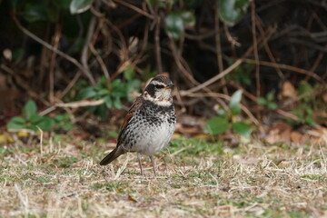 dusky thrush on the ground