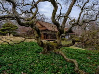 The Trees and gardens at the Shofuso Japanese Teahouse