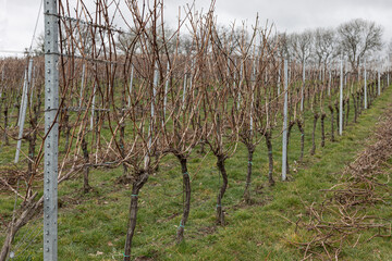 English vines in the Spring with no foliage awaiting pruning
