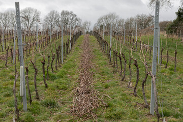 Fototapeta na wymiar Rows of vines in a East Sussex vineyard
