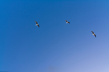 Naklejka na ściany i meble seagull flying high on the wind. flying gull. Seagull flying on beautiful clear blue sky