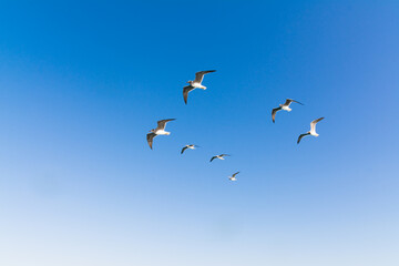 seagull flying high on the wind. flying gull. Seagull flying on beautiful clear blue sky