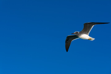 seagull flying high on the wind. flying gull. Seagull flying on beautiful clear blue sky