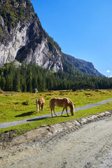 Grasende Pferde in den Österreichischen Alpen im Habachtal. Salzburger Land.