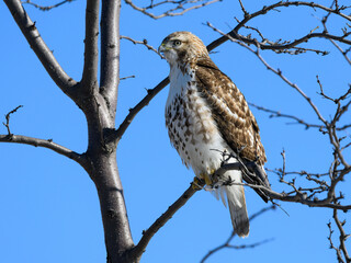 Red-Tailed Hawk Sitting on Tree Branch in Winter on Blue Sky