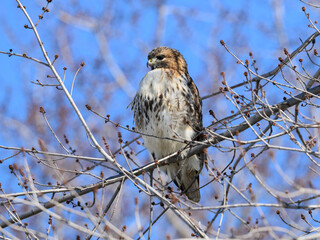 Red-Tailed Hawk Sitting on Tree Branch in Winter on Blue Sky