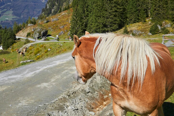 Neugieriges Pferd beobachtet Touristen in den Österreichischen Alpen. Habachtal. Salzburger Land.