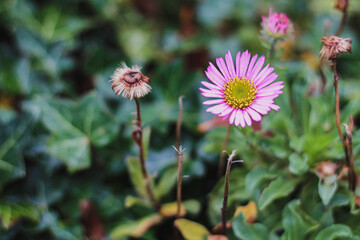 Obraz premium Pink Flowers