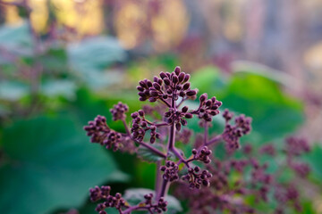Flores purpura en primavera