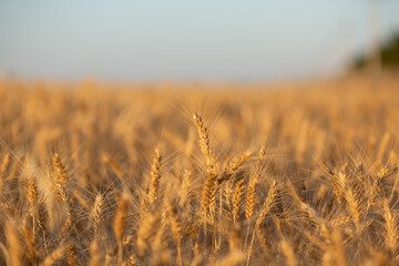 Rural landscape. Ripening ears of yellow wheat field. Ukraine 