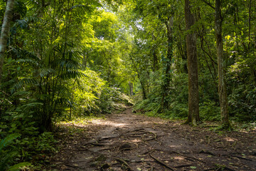 Selva en Mexico.