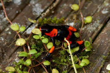 DART FROGS COLOMBIA