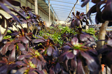 The female gardener is taking care of the succulent plants in the greenhouse, North China