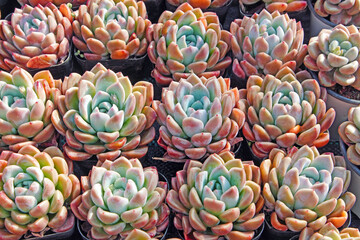 Close up of succulent plants in a greenhouse, North China