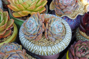 Close up of succulent plants in a greenhouse, North China