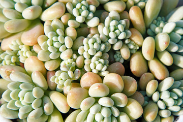 Close up of succulent plants in a greenhouse, North China