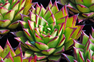 Close up of succulent plants in a greenhouse, North China