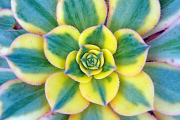 Close up of succulent plants in a greenhouse, North China