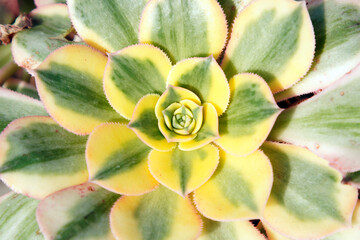 Close up of succulent plants in a greenhouse, North China