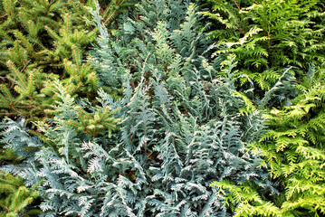 A texture of a green hedgerow fence in summer.