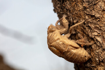 Cicadas slough on tree trunks