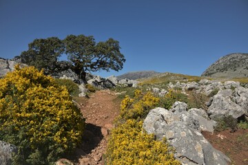 Stocky holm oak and brilliant yellow blooming gorse bushes lining the earthen, well worn Salto del Cabrero hiking trail traversing a hilly high plain in the Sierra de Grazalema range, Benaocaz, Spain