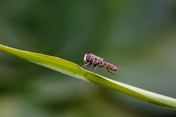 Syrphidae live on plants in North China