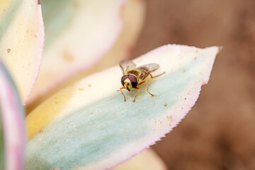 Syrphidae live on plants in North China